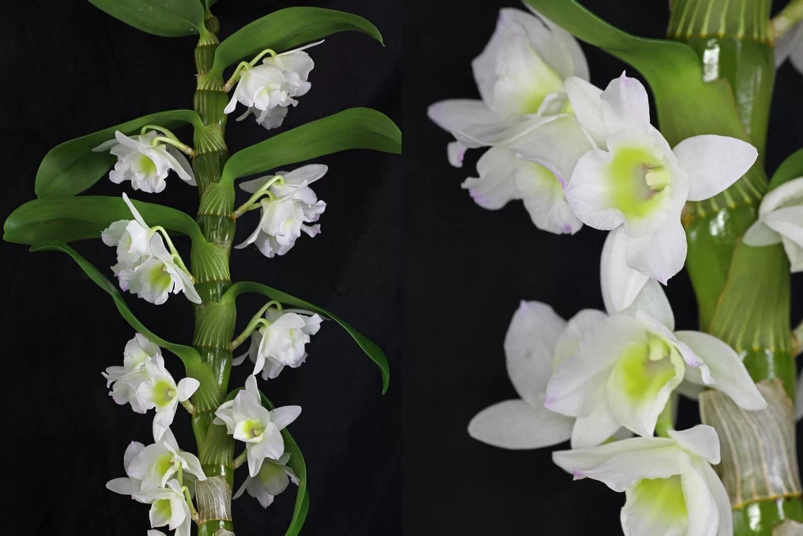 Название фото комнатных орхидей Дендробиум (Dendrobium) орхидея домашняя купить в СПб в интернет - магазине