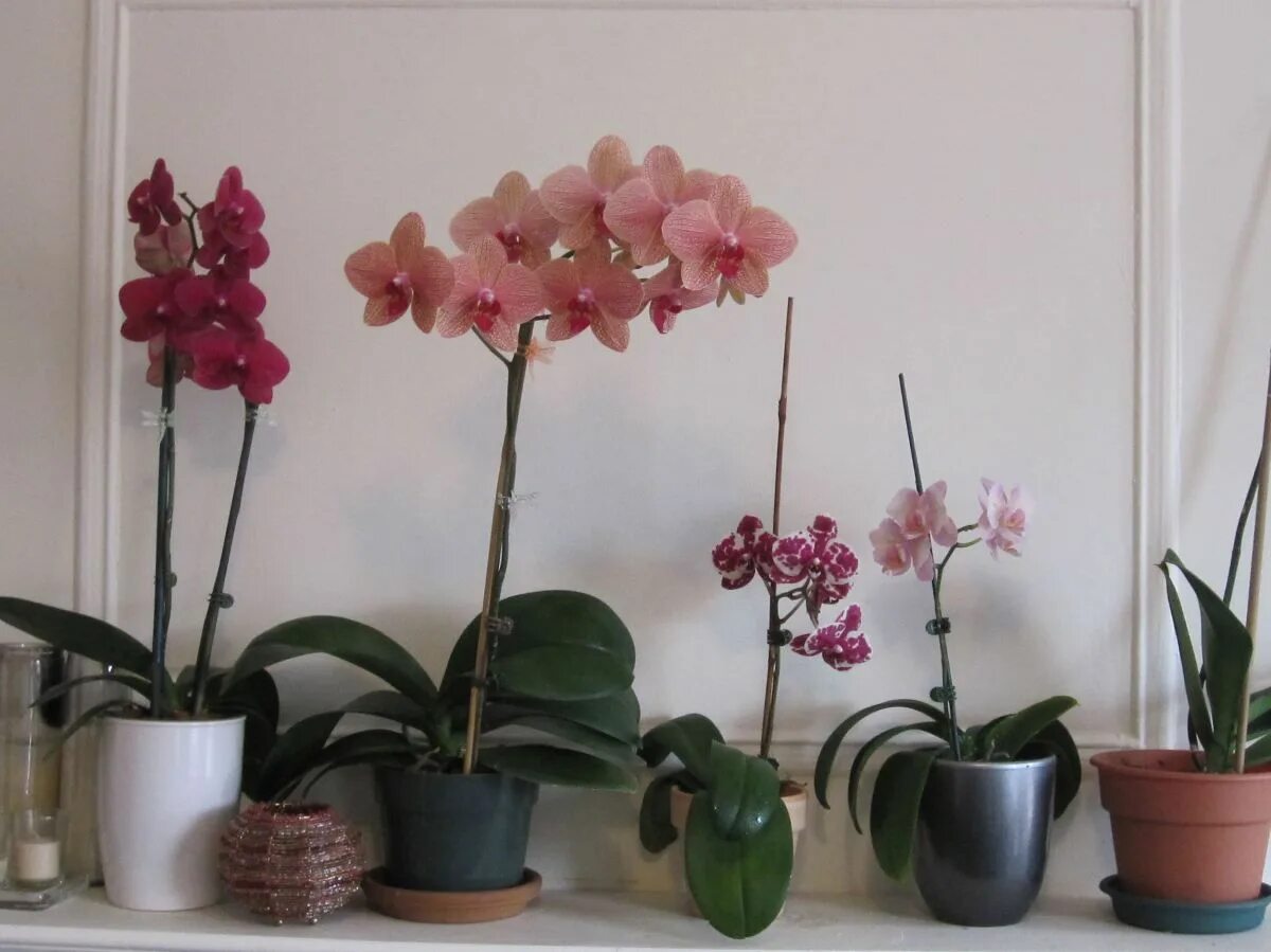 Название фото комнатных орхидей How to Fertilize Phalaenopsis Orchids Brooklyn Orchids Phalaenopsis orchid, Orch