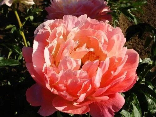 Название фото кораллового пиона Луковицы Пионы МастерСад купить по выгодной цене в интернет-магазине OZON (16144
