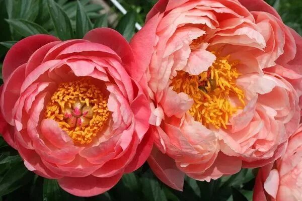 Название фото кораллового пиона Пион гибридный "Coral Charm" (Корал Шарм): купить саженцы в Москве - Ромашкино П
