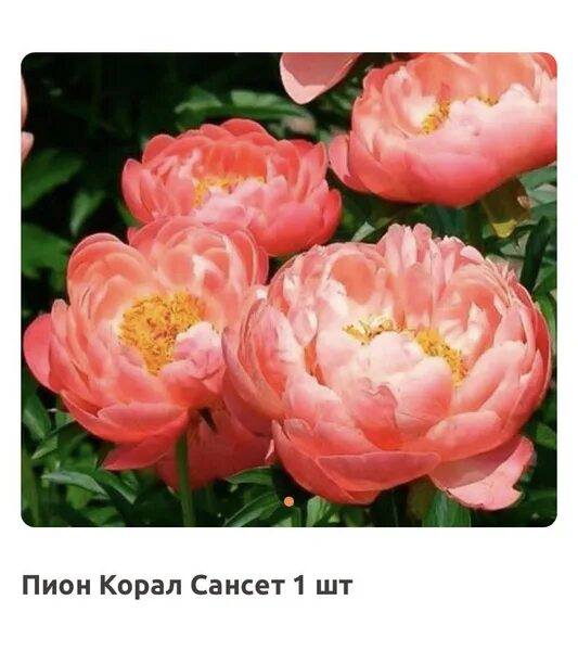 Название фото кораллового пиона Пион Корал Сансет - купить с доставкой по выгодным ценам в интернет-магазине OZO