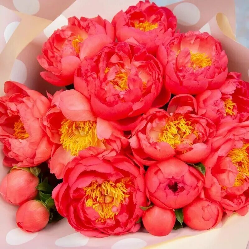 Название фото кораллового пиона Коралловые пионы - журнал 13malyshok.ru