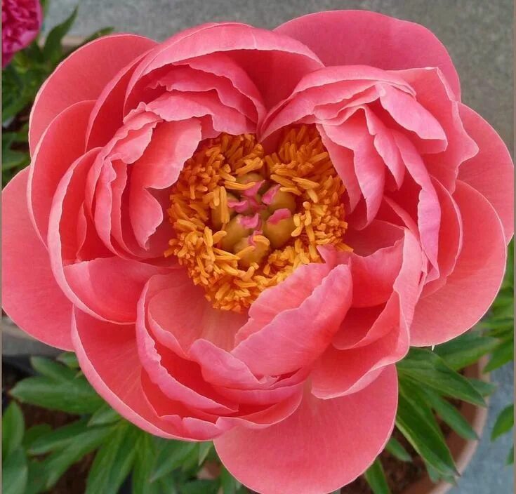 Название фото кораллового пиона Coral Charm Peonies! It may not feel like summer in some places today but these 