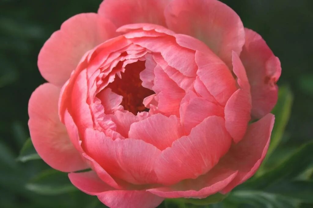 Название фото кораллового пиона Пион Корал Сансет Кораловый закат саженец премиум класса ЗКС 7л. - Отрадушка