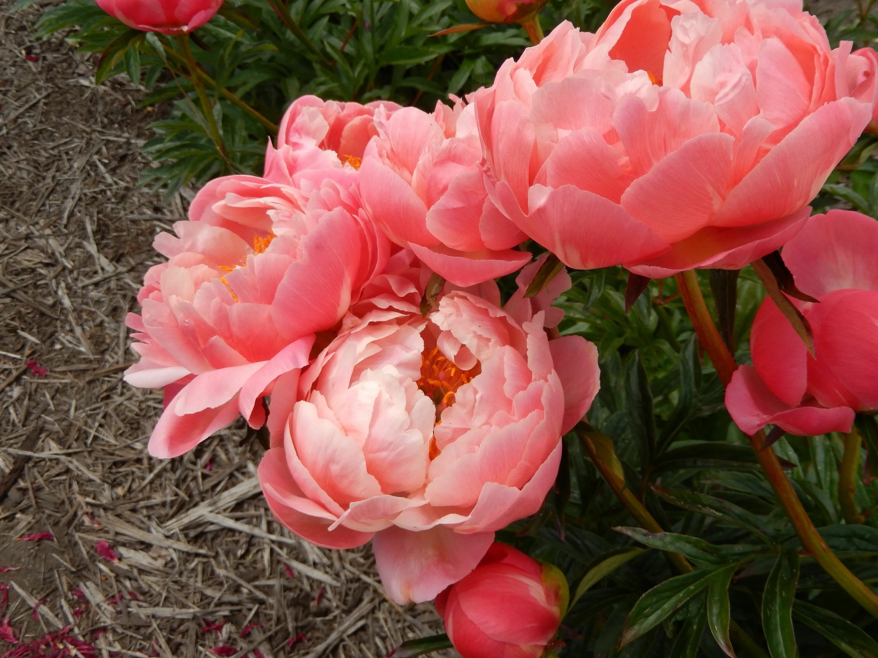 Название фото кораллового пиона The peonies are sprouting now and it’s delightful to see stems developing from t
