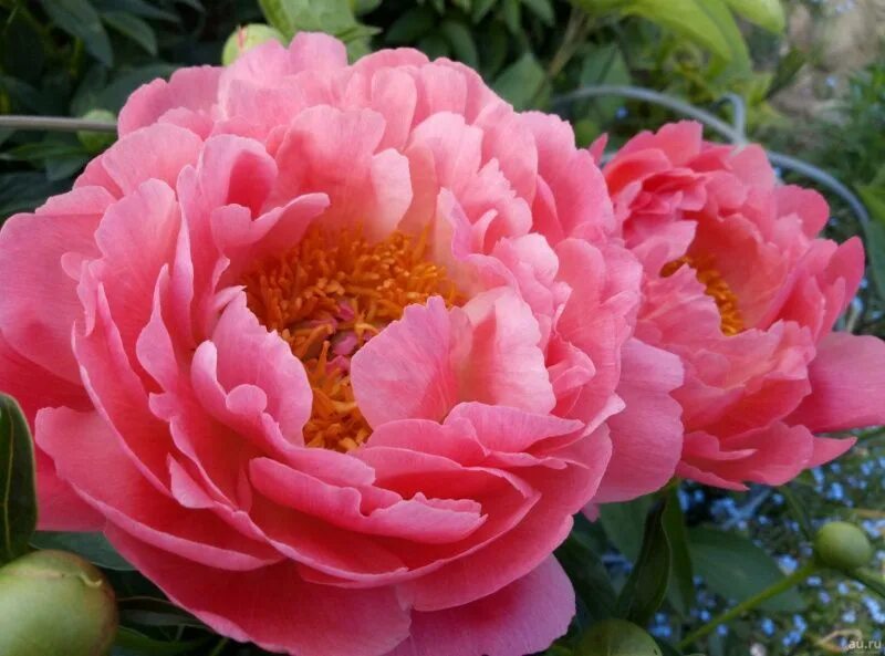 Название фото кораллового пиона Пион молочноцветк. Корал Сансет - Заказать с доставкой в Брянске - "Город Цветов