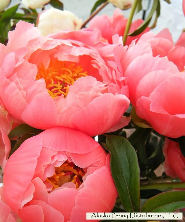Название фото кораллового пиона Coral Charm peony bundle Peonías, Rosas