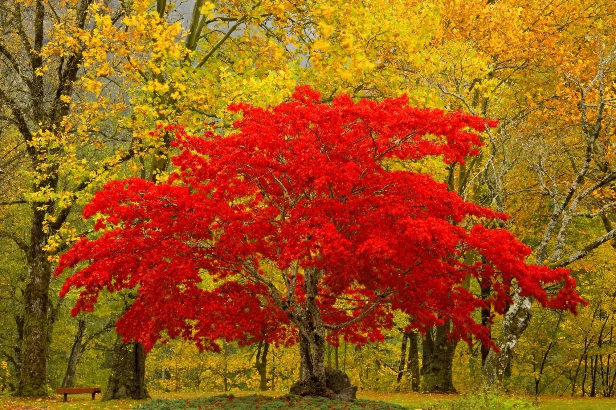 Название фото про осень Wallpaper : tree, red, autumn, unique 1999x1333 - - 1063629 - HD Wallpapers - Wa