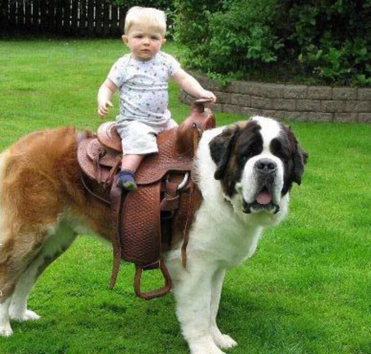 Название фото ребенка с собакой my pet 18 Cute animals, Cute dogs, Gentle giant dogs