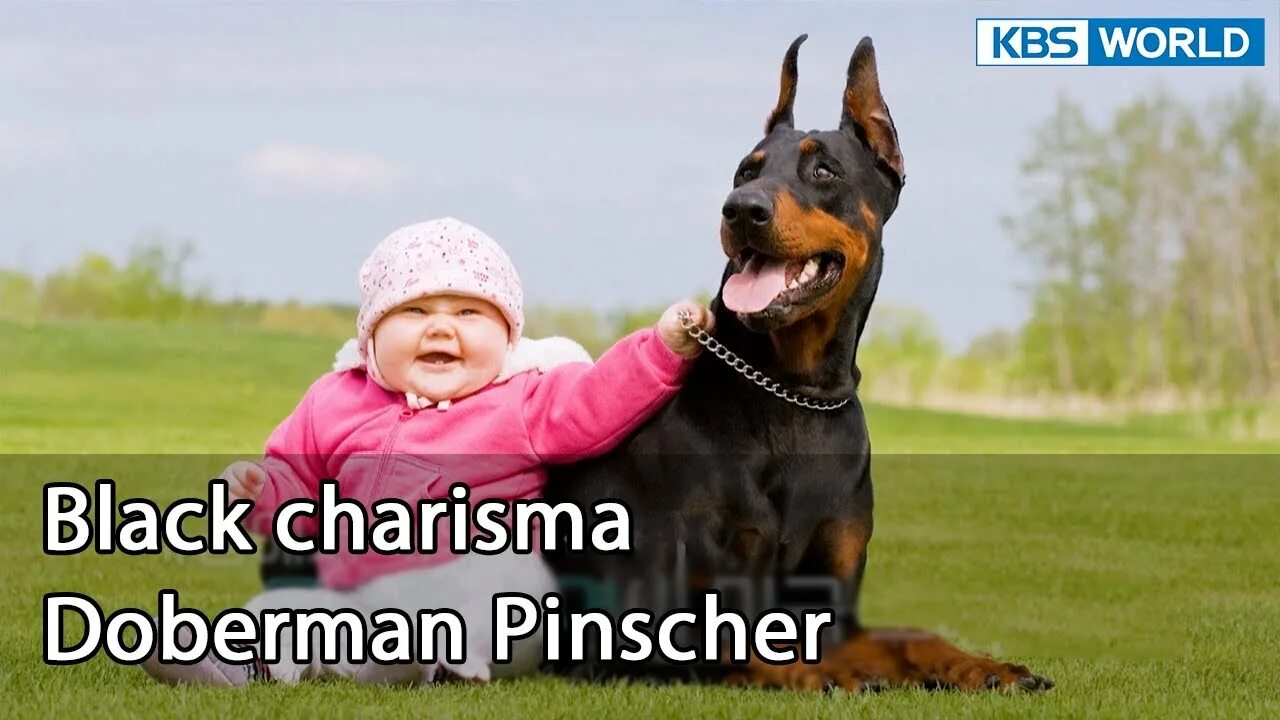 Название фото ребенка с собакой Black charisma Doberman Pinscher (Dogs are incredible EP.125-1) KBS WORLD TV 220