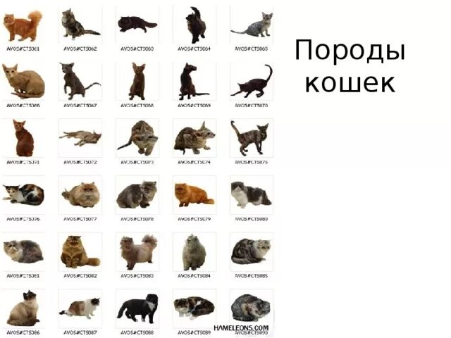 Название фото с кошкой Мультимедийная презентация к уроку биологии в 7-м классе "Многообразие пород и с