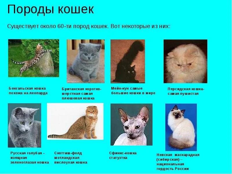 Название фото с кошкой Название пород кошек в мире: найдено 88 изображений