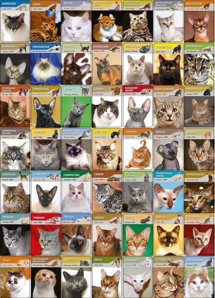 Название фото с кошкой Pin on мяу микс Cat care, Cat behavior, Cat breeds