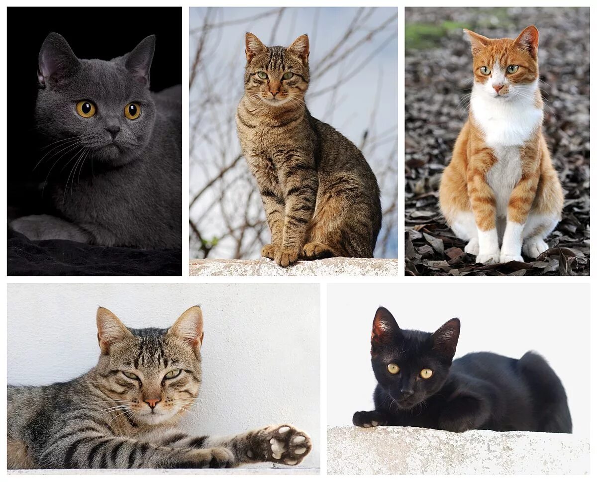 Название фото с кошкой Файл:Cat poster 2.jpg - Вікіпедія