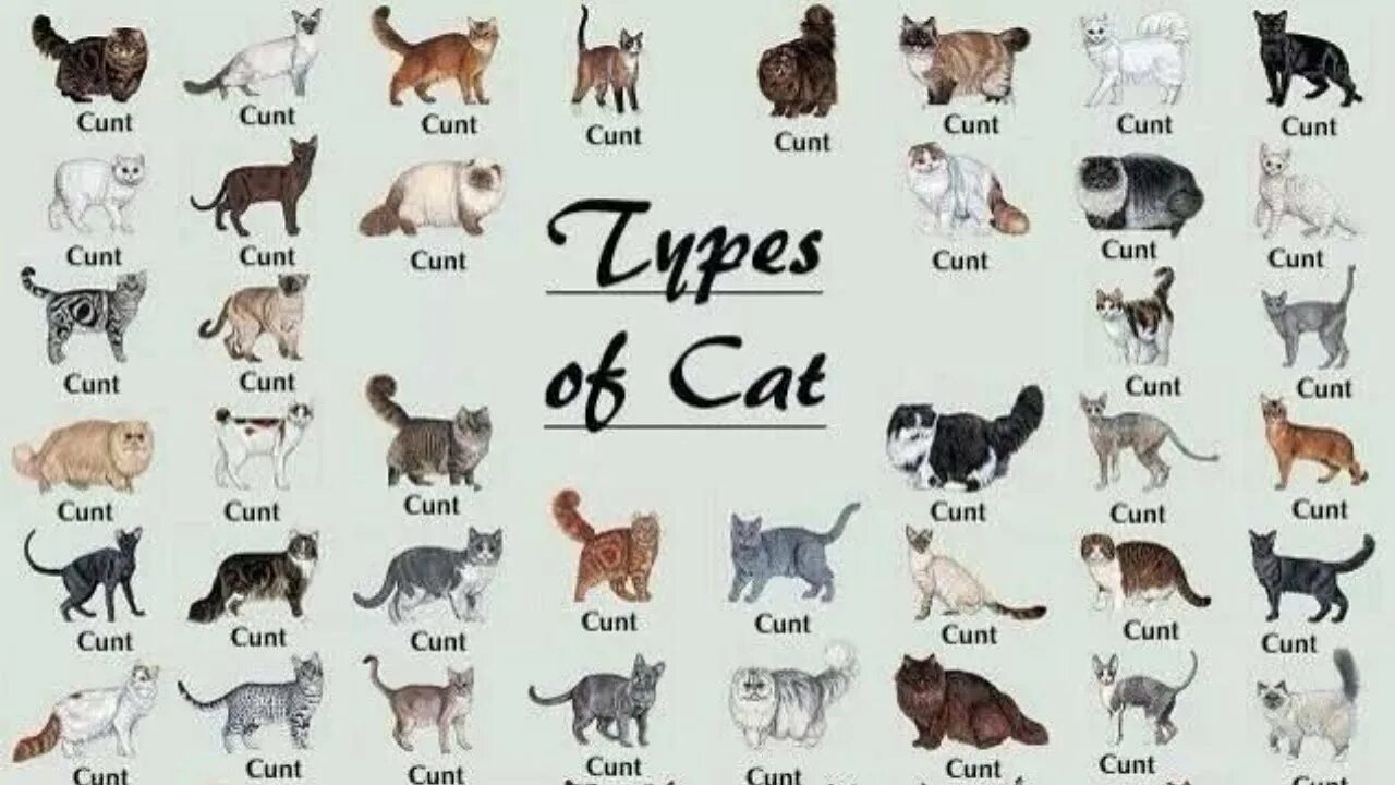 Название фото с кошкой All 98 Types Of Cat In The World - YouTube