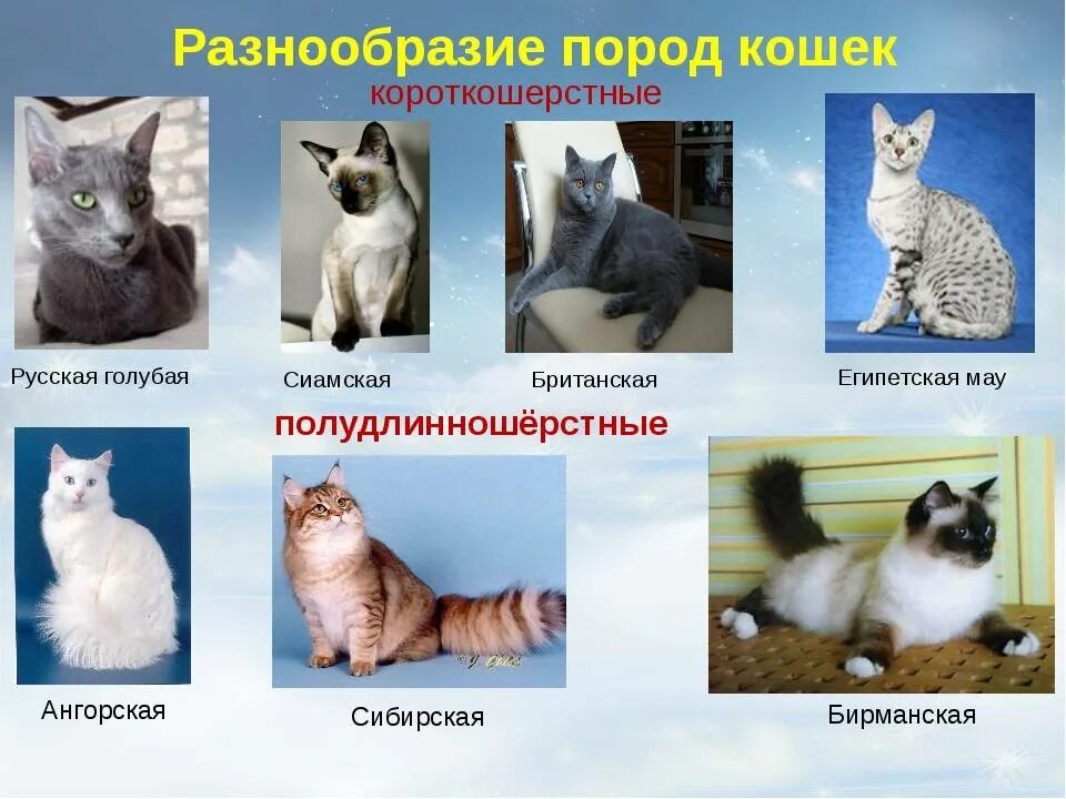 Название фото с кошкой Всемирный день кошек в отделении социальной реабилитации - Подразделение по Бело