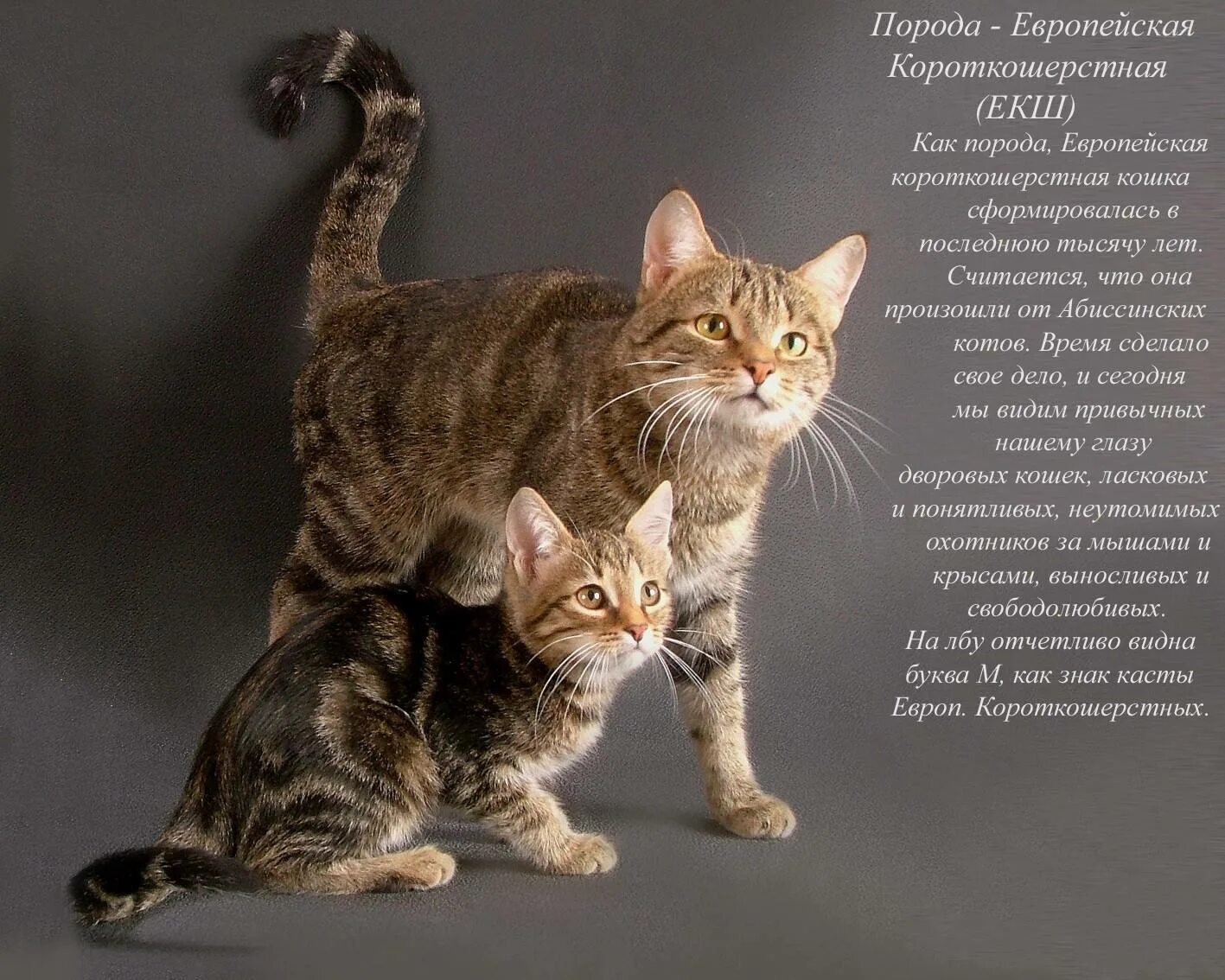 Название фото с кошкой Европейские породы кошек с фотографиями и названиями