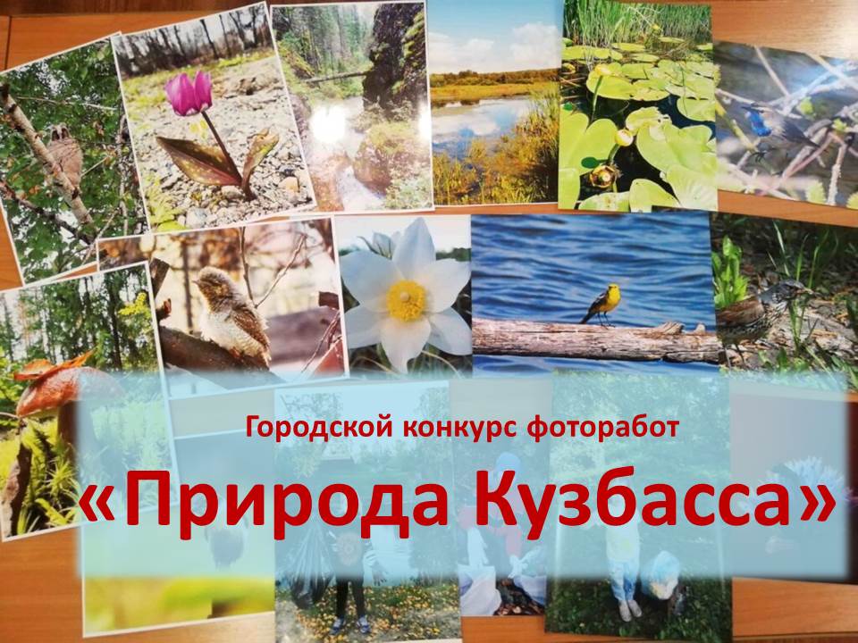 Название фото с природой на конкурс Наградные документы конкурса "Природа Кузбасса" - Дворец творчества детей и моло