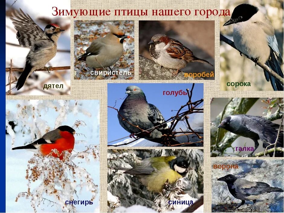Название фото зимы Зимующие птицы татарстана названия