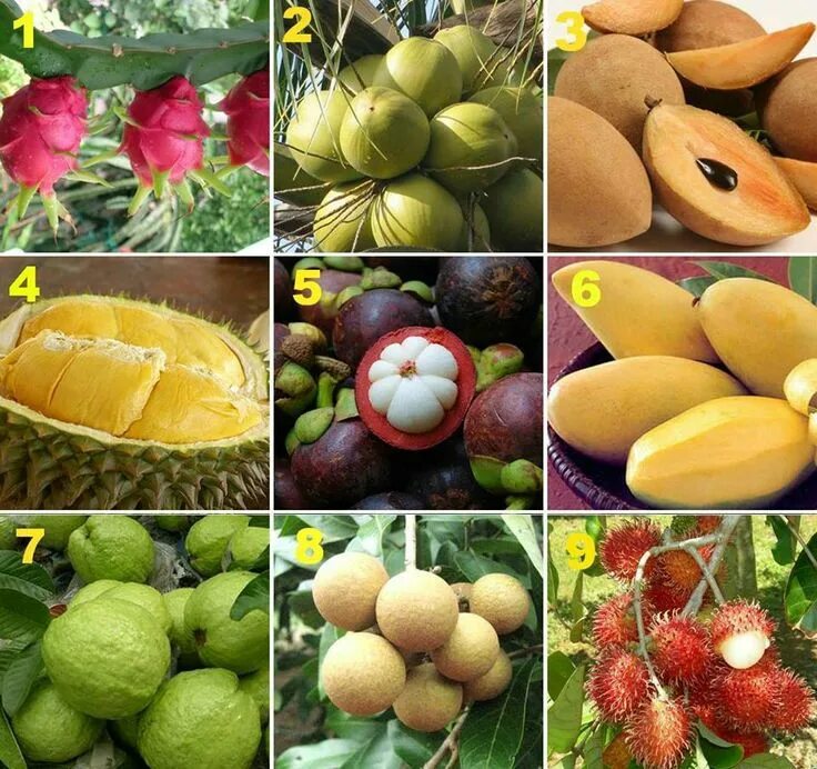 Название фрукта по фото онлайн бесплатно Asian fruits Noz