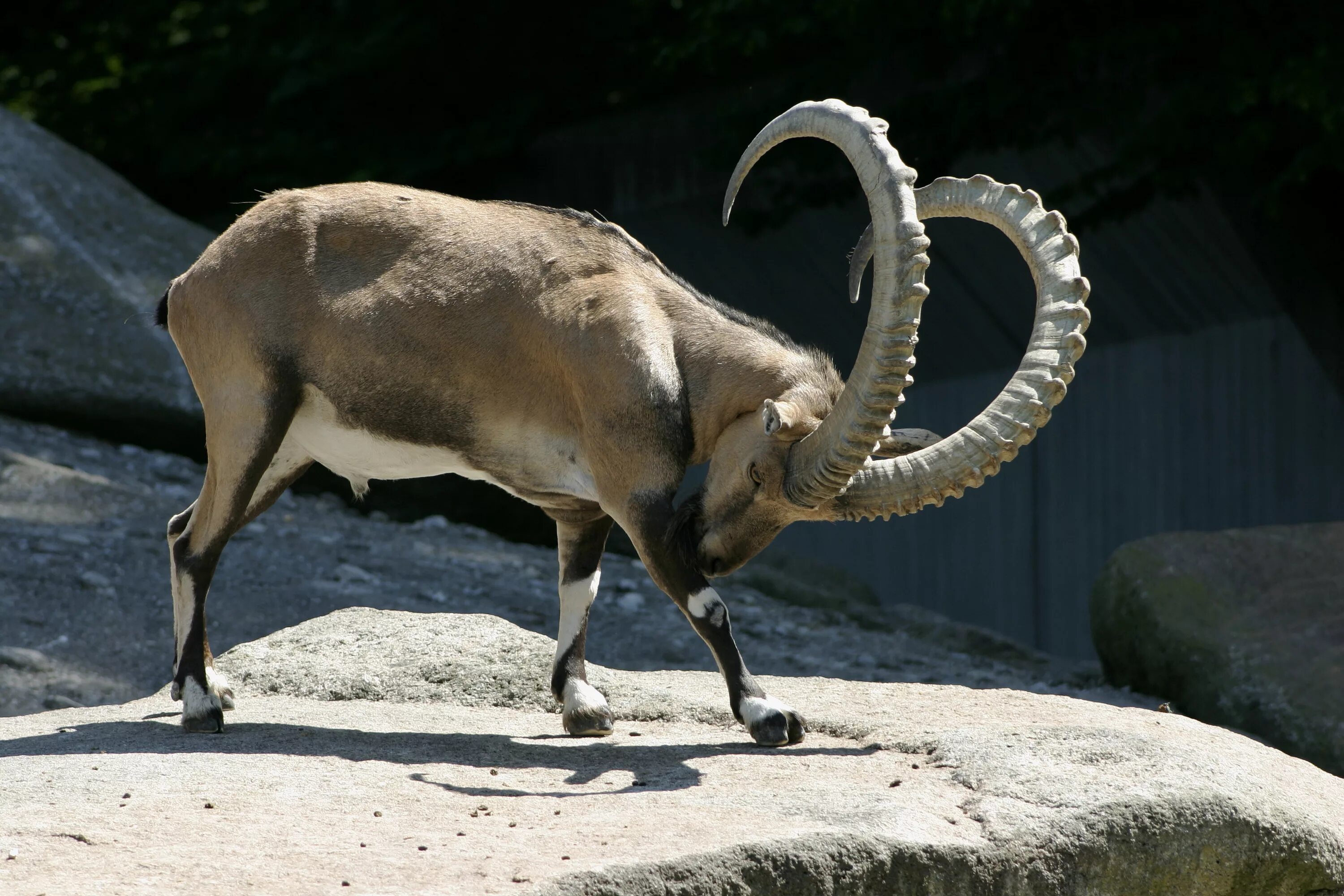 Название горных козлов фото Файл:Capra nubiana, Tierpark Hellabrunn - 04.jpg - Викисловарь