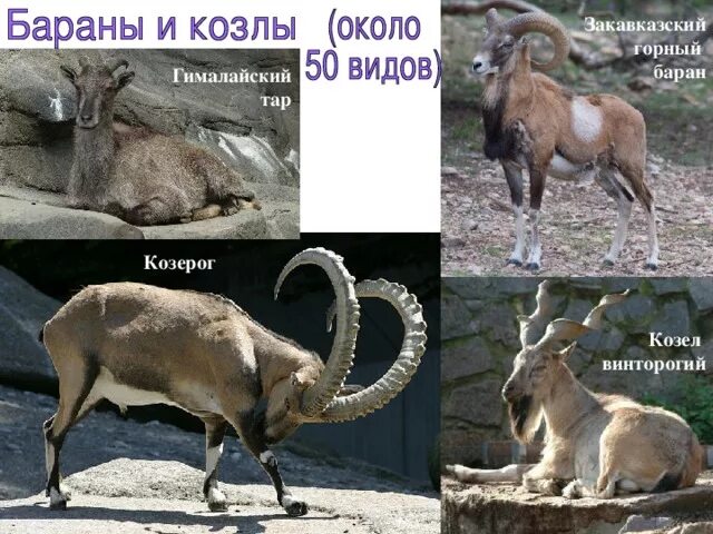 Название горных козлов фото Класс млекопитающие. Отряды Парнокопытные и Непарнокопытные.