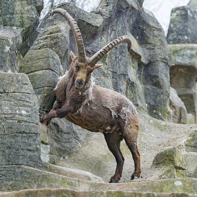 Название горных козлов фото Jumping ibex Wilde tiere, Säugetiere, Tiere