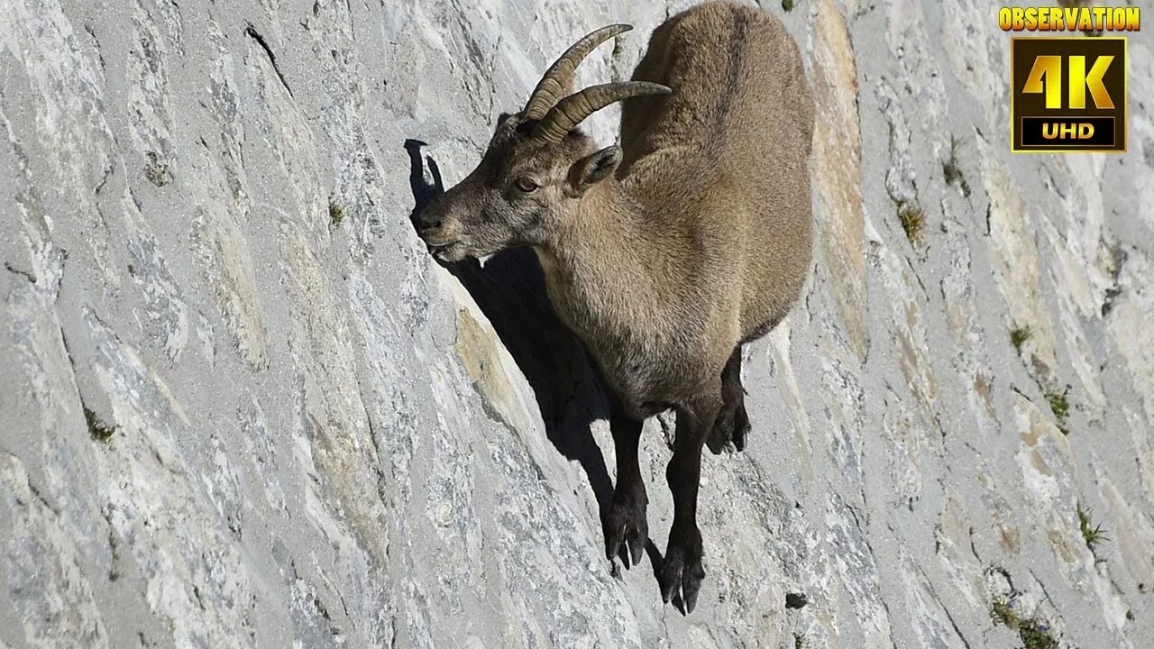 Название горных козлов фото Wall Climbing Goat ये बकरियाँ ऐसे दीवार कैसे चढ़ जाती हैं? Mountain Goat & ibex 