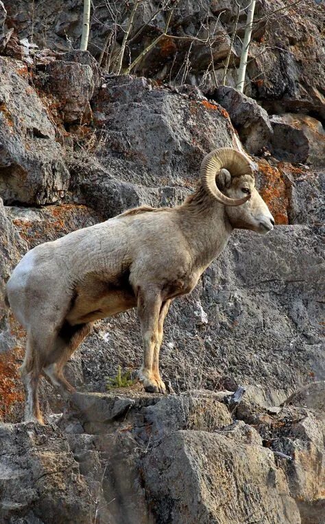 Название горных козлов фото Breathtaking Mountain Sheep Photos and Facts