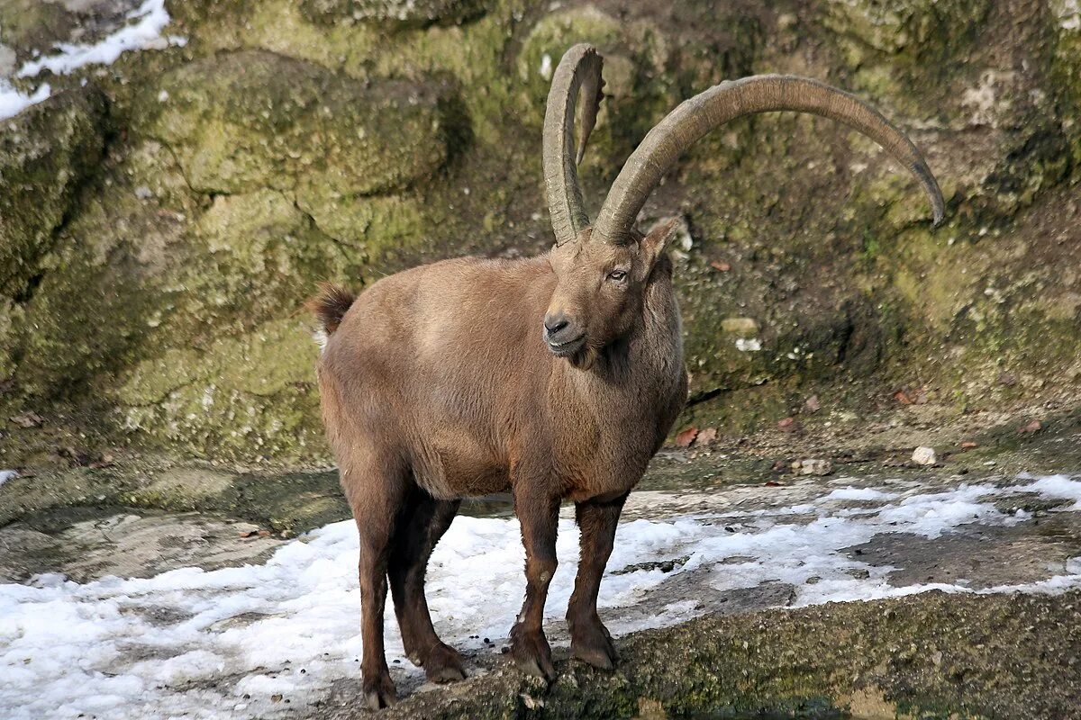 Название горных козлов фото File:Alpensteinbock (Capra ibex) Zoo Salzburg 2014 h.jpg - Wikipedia