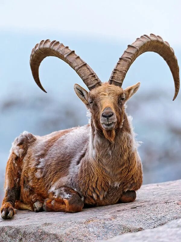 Название горных козлов фото Proud lying ibex Ibex, Animals, Animals with horns