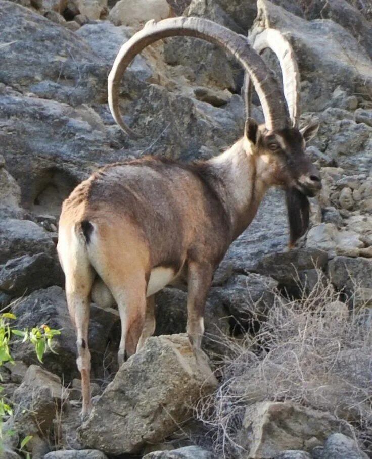 Название горных козлов фото Bezoar Mountain Goat Animals wild, Animals beautiful, Large animals