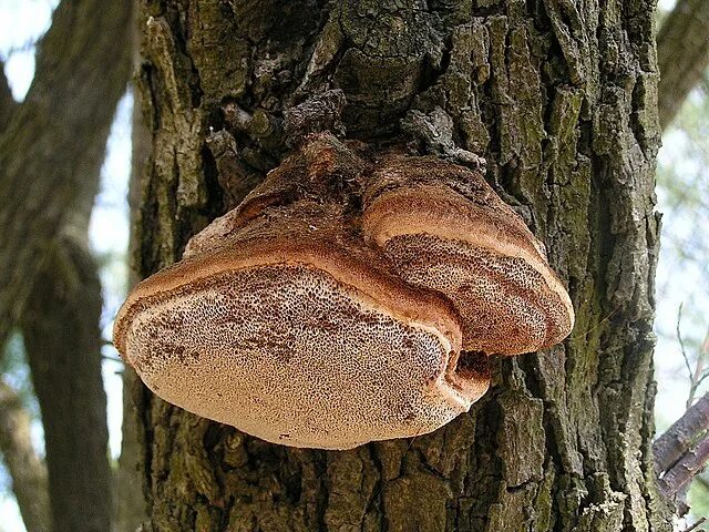 Название грибов растущих на деревьях фото Файл:Inonotus tamaricis 01.JPG - Википедия