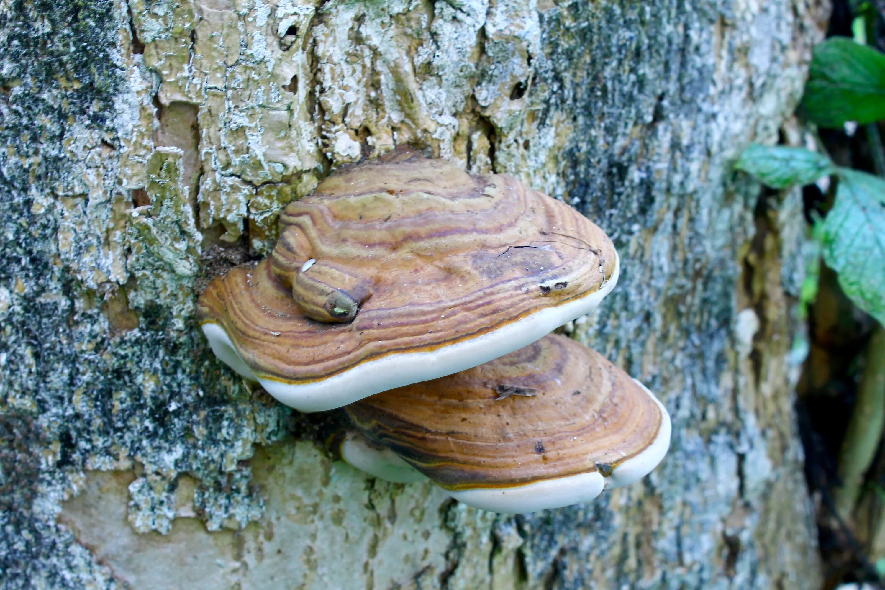 Название грибов растущих на деревьях фото Mushrooms on a tree in the forest close-up free image download