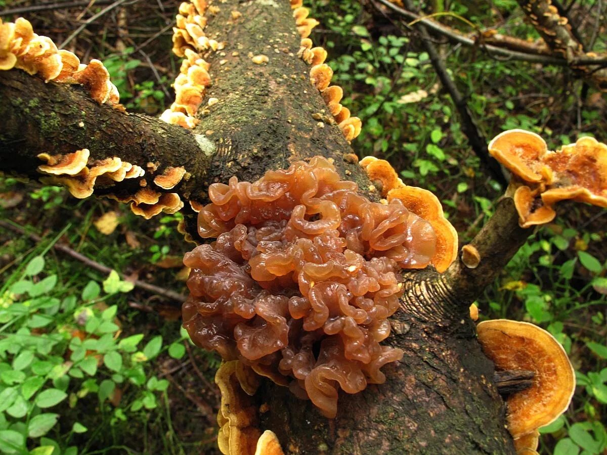 Название грибов растущих на деревьях фото Дрожалка листоватая (Tremella foliacea) фотографии, видео и истории