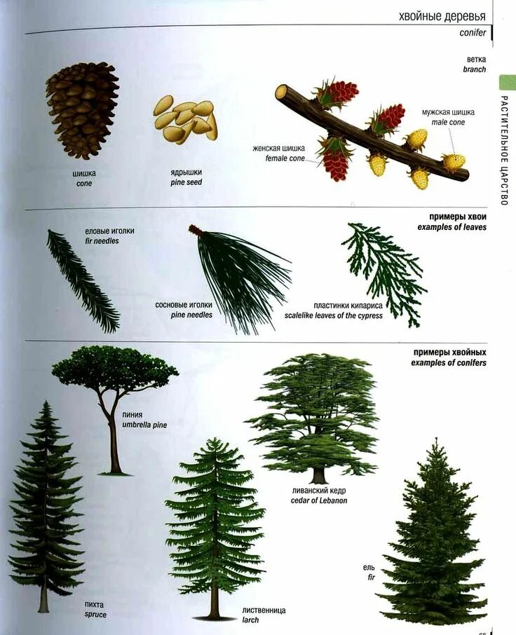 Название хвойных деревьев и кустарников фото Pin auf English - botanical