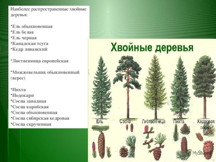 Название хвойных деревьев и кустарников фото Разработка классного часа "Хвойные леса"