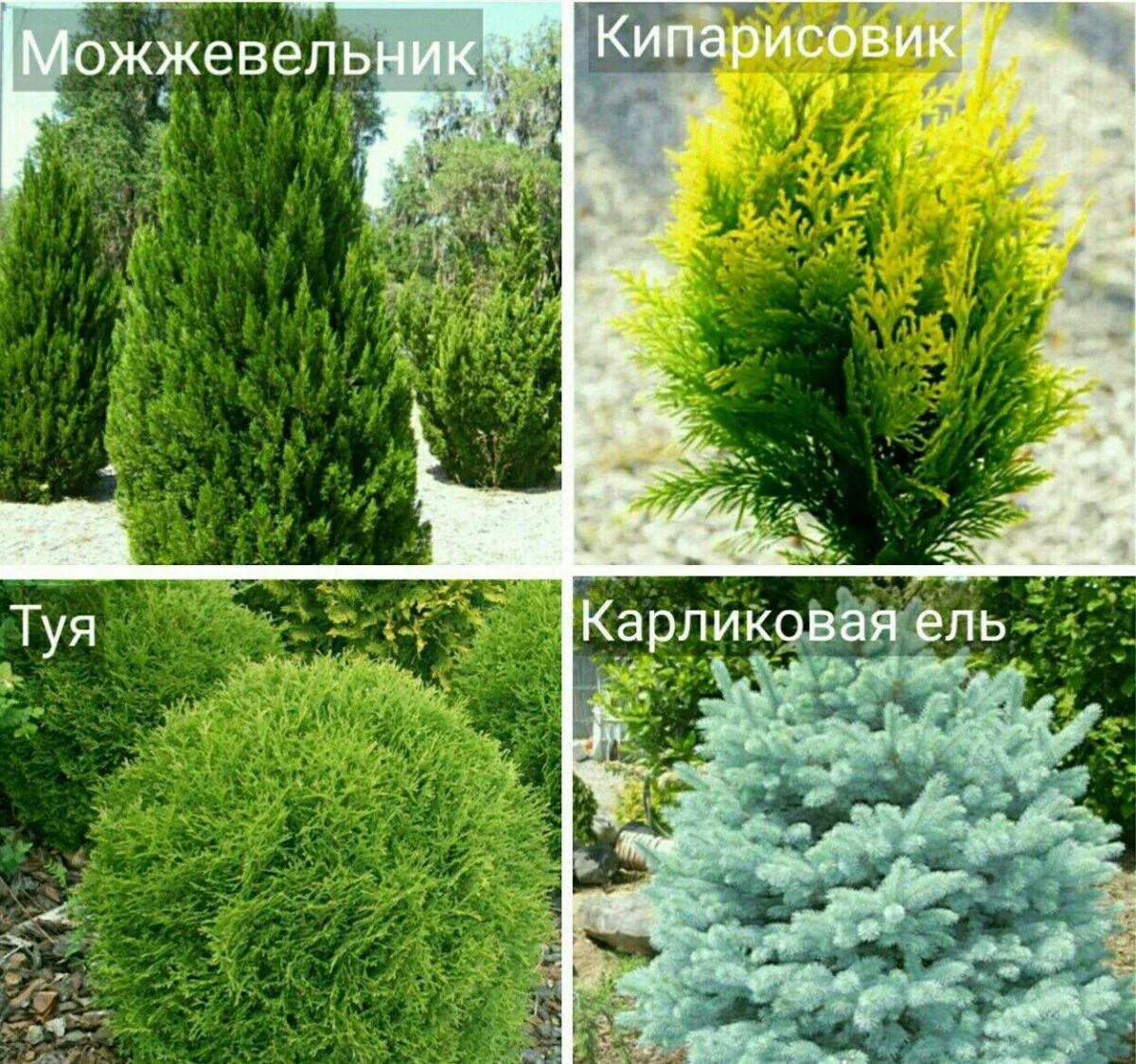 Название хвойных деревьев и кустарников фото Все хвойные деревья и кустарники (82 фото)