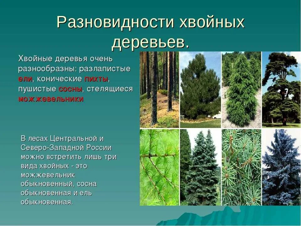 Название хвойных деревьев и кустарников фото Хвойные фото с названиями и описанием