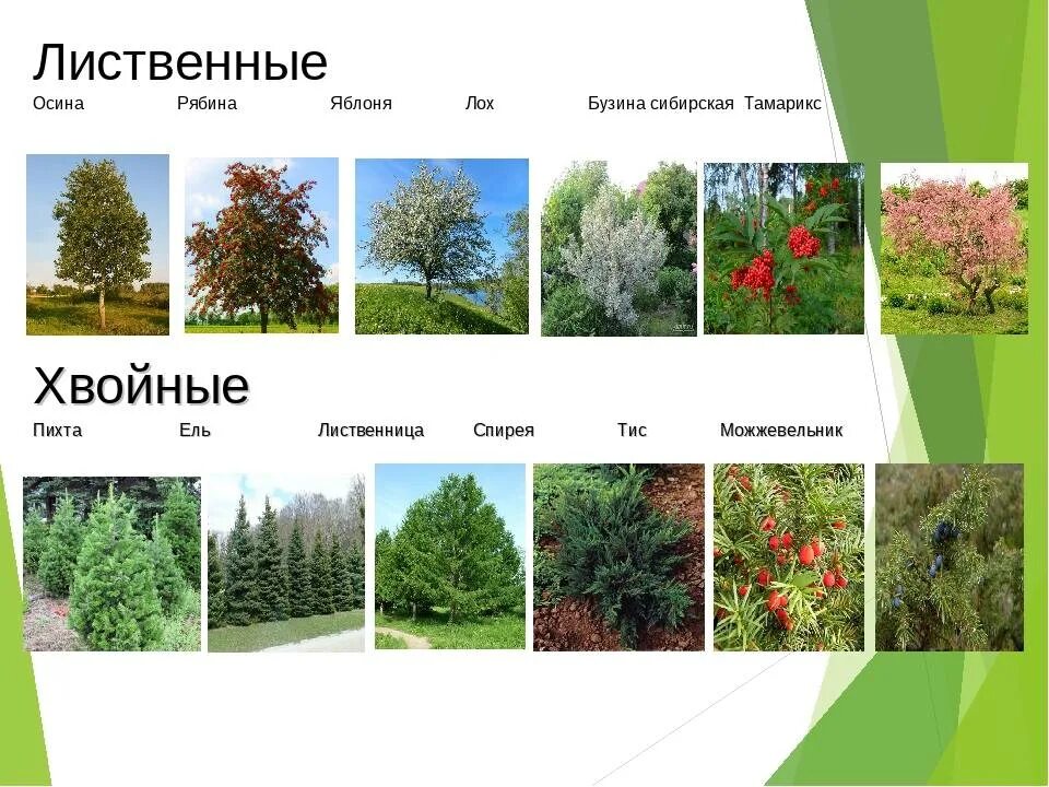 Название хвойных деревьев и кустарников фото Быстрорастущие деревья и кустарники: названия и описание лучших видов