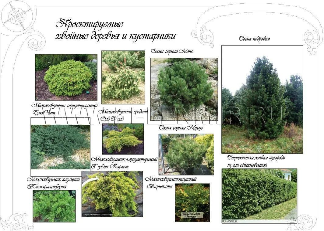 Название хвойных деревьев и кустарников фото Пример кустарников фото - DelaDom.ru