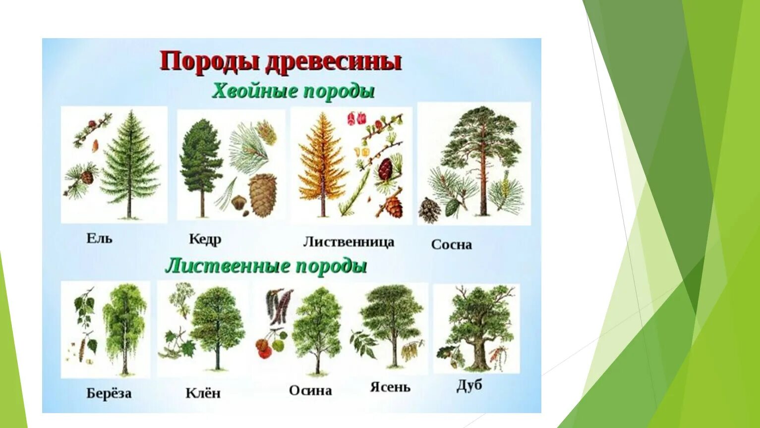 Название хвойных деревьев и кустарников фото Как определить породу дерева HeatProf.ru