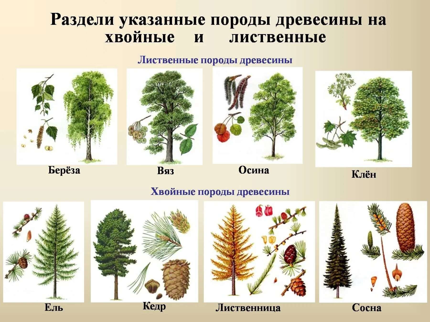 Название хвойных деревьев и кустарников фото Хвойные породы древесины HeatProf.ru