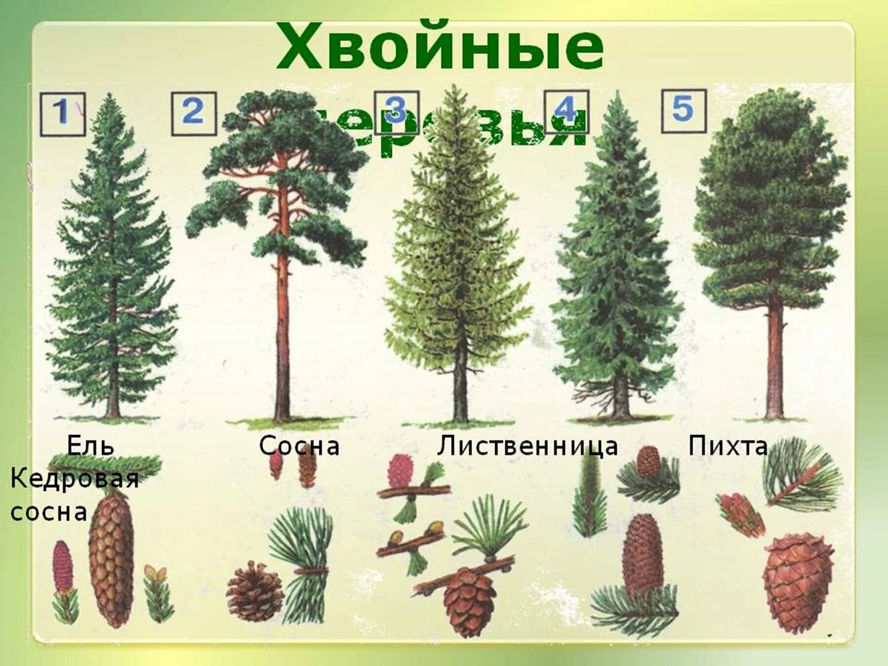 Название хвойных деревьев и кустарников фото Рисунок хвойного дерева - 60 фото