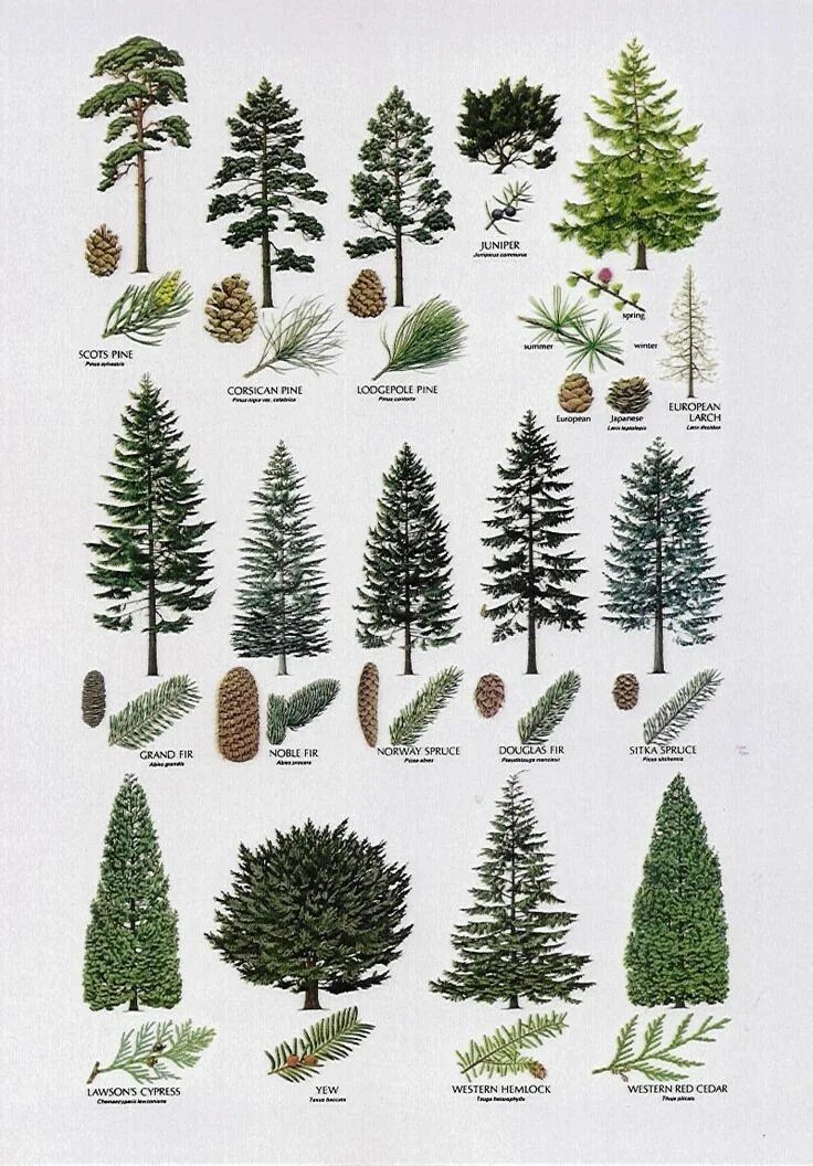Название хвойных деревьев и кустарников фото Douglas Fir versus Western Hemlock Tree identification, Tree drawing, Tree art