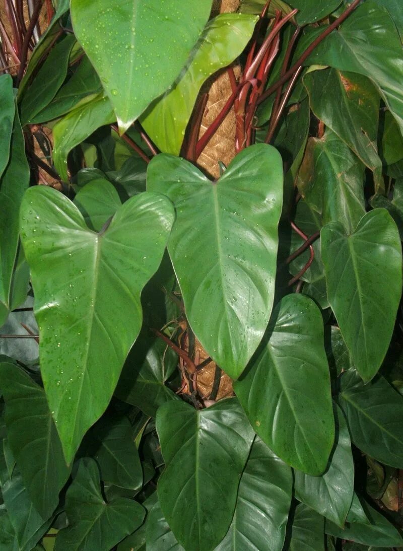 Название и фото комнатных филодендронов Filodendro-roxo / Red Emerald (Philodendron erubescens) Philodendron, Philodendr