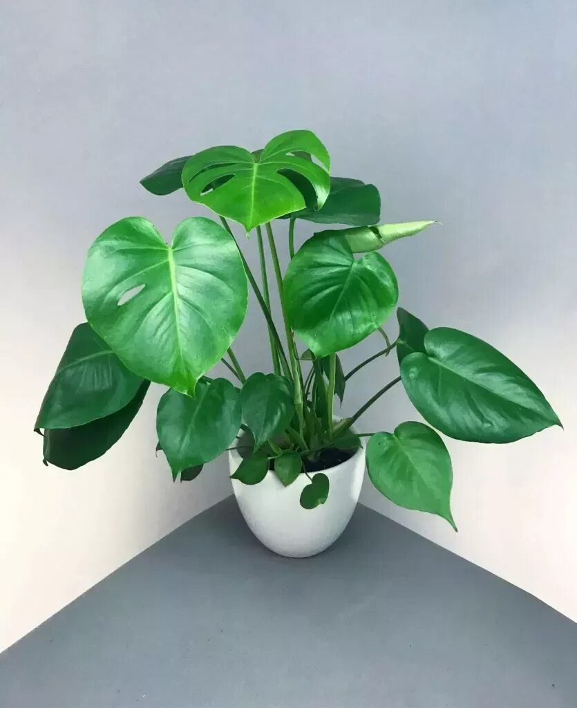 Название и фото комнатных филодендронов 21 Tall Indoor Plants With Big Leaves - The Architecture Designs Tall indoor pla