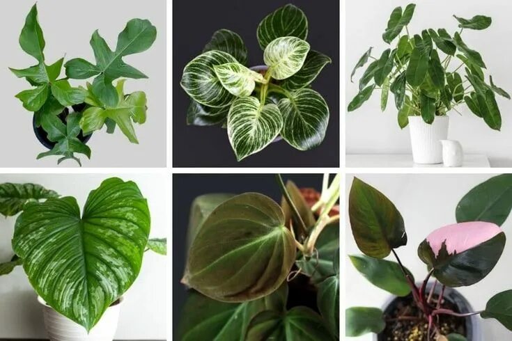 Название и фото комнатных филодендронов 50 Stunning Philodendron Varieties You Will Love - Smart Garden Guide Philodendr