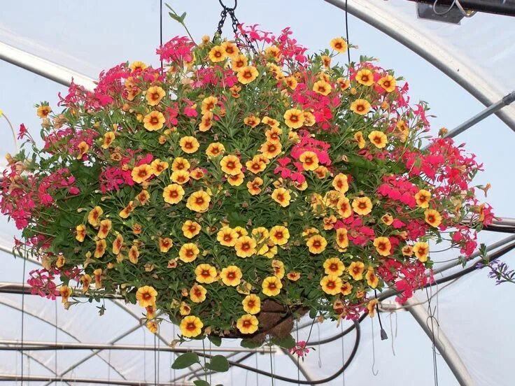 Название и фото цветов для кашпо Pin on Gardening Hanging flower baskets, Cottage garden plants, Growing plants f