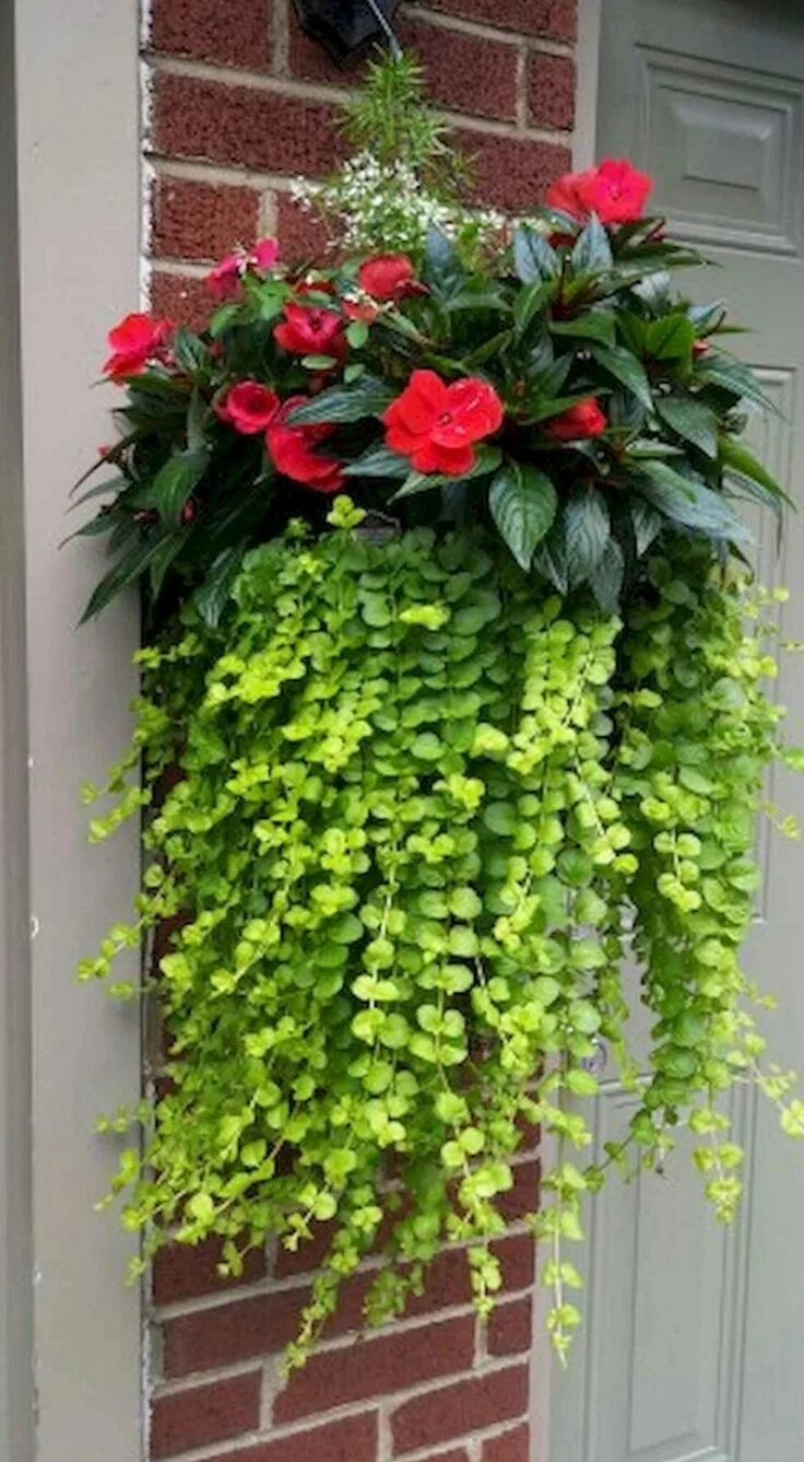 Название и фото цветов для кашпо Pin by Krystal Cardenas-Raper on Gardening Hanging plants indoor, Hanging plants